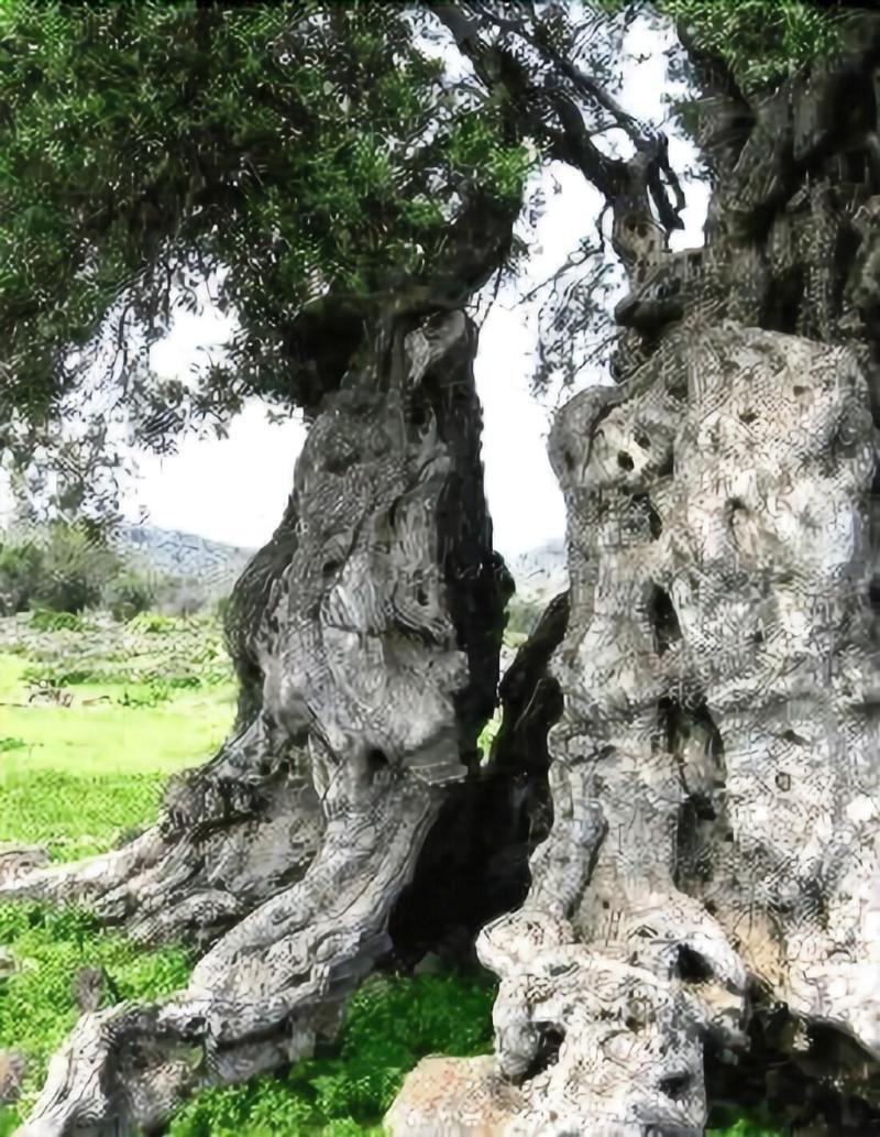 Corte Dei Nonni بريزيتشي المظهر الخارجي الصورة